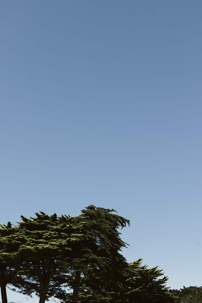 photo d'arbre et du ciel bleu