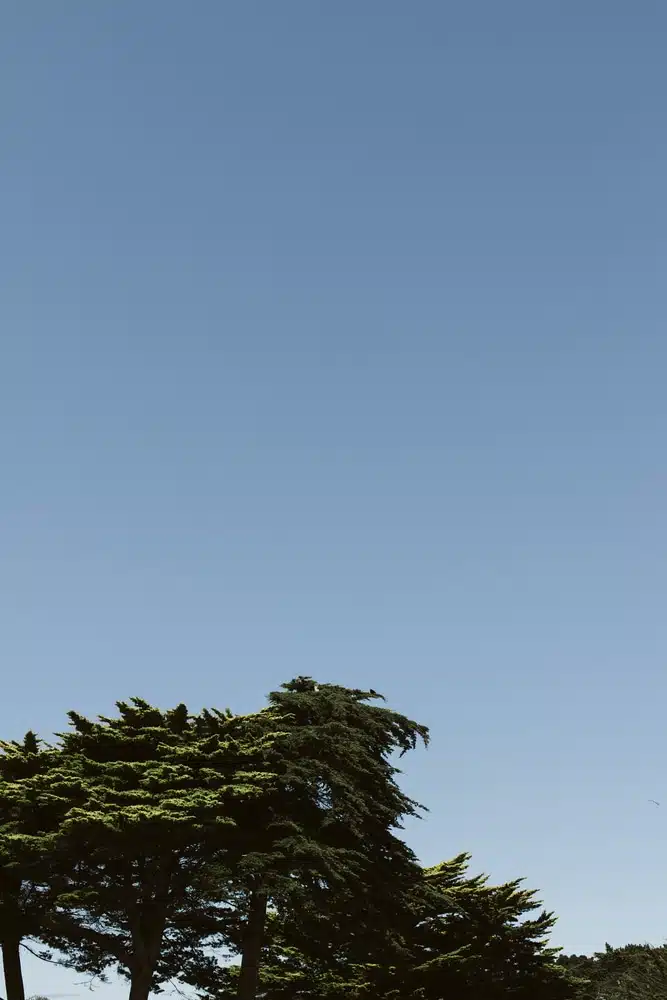 photo d'arbre et du ciel bleu